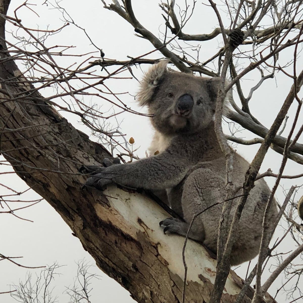 Australia sacrifica 750 koalas tras incendio forestal Australia sacrifica 750 koalas tras incendio forestal