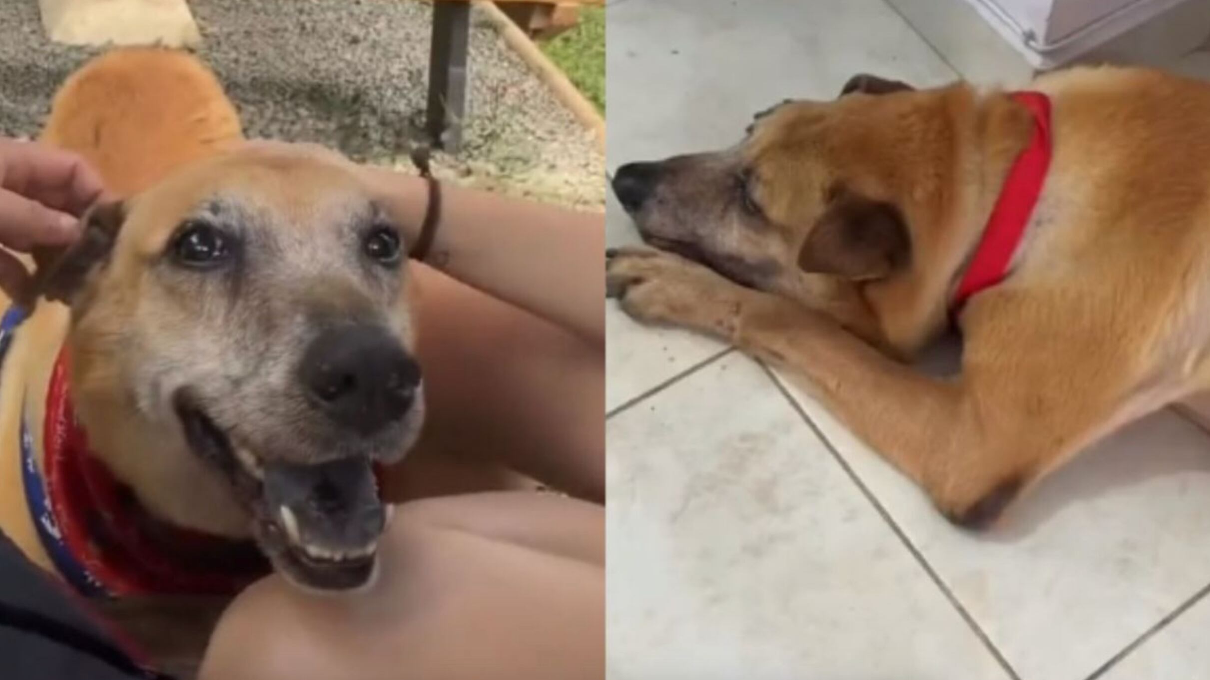 La conexión con las mascotas es única