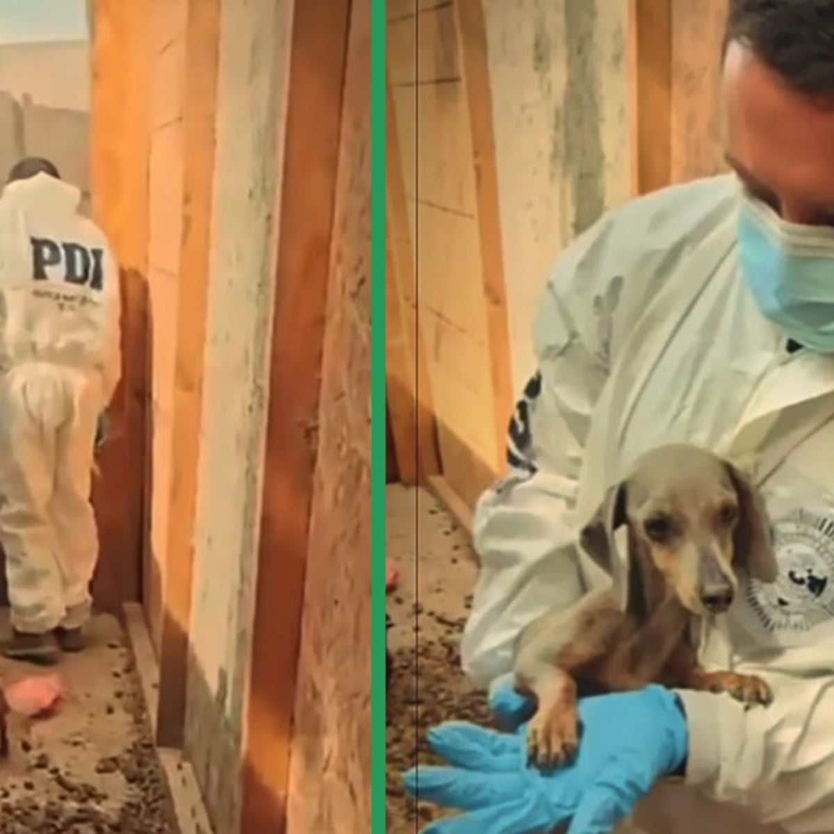 PDI rescata siete perritos en Arica PDI rescata siete perritos en Arica