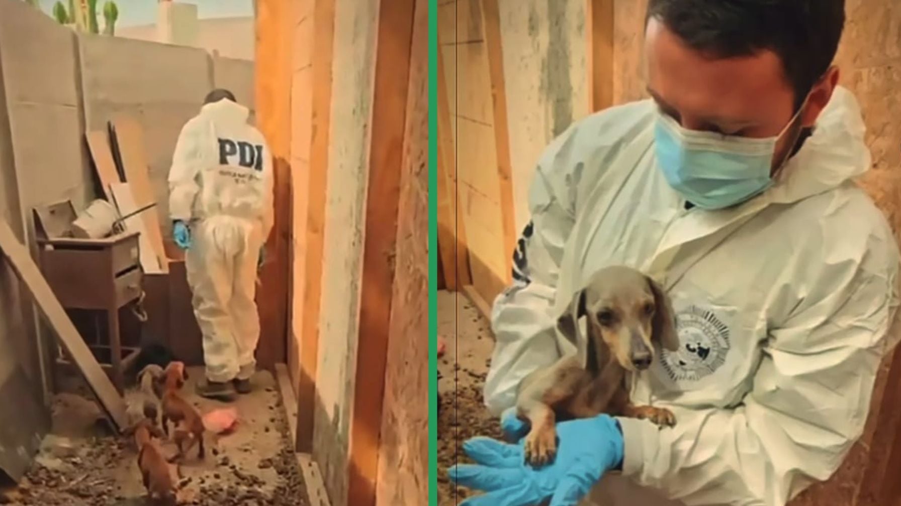 El caso abre debate sobre el aumento de denuncias de maltrato animal en el norte de Chile y fiscalizaciones necesarias.