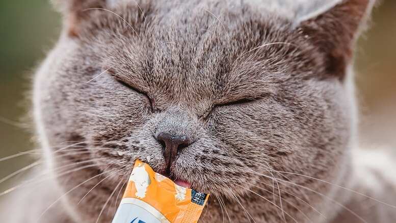 Alimento para gatos.