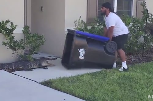 Hombre se vuelve viral al atrapar un cocodrilo con un contenedor de basura