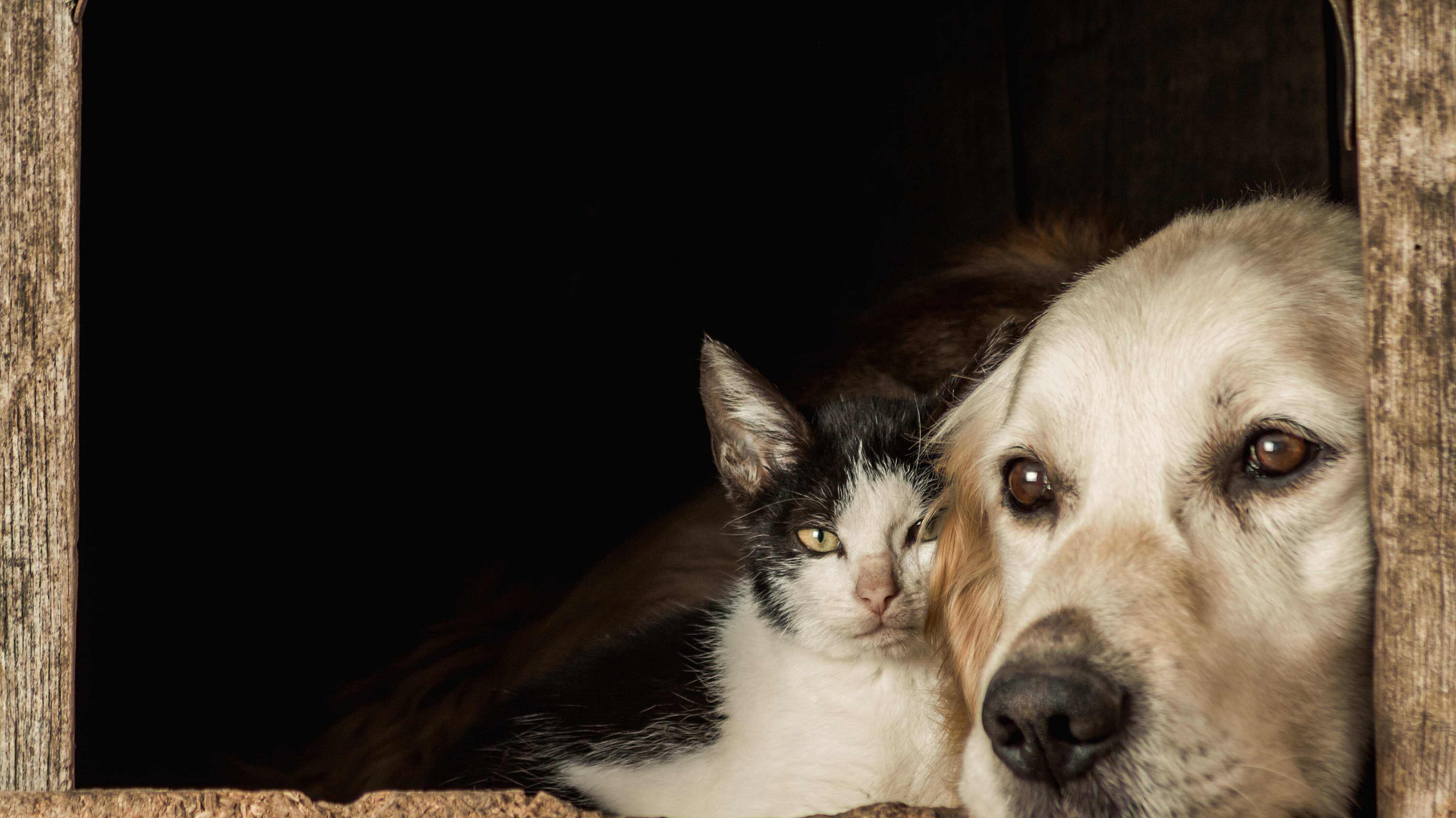 Cómo identificar dolor en perros y gatos