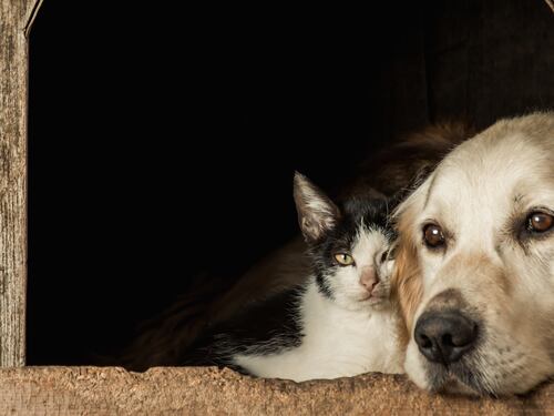 ¿Tiene mascotas?: Conozca cómo identificar el dolor de espalda en los perros y gatos