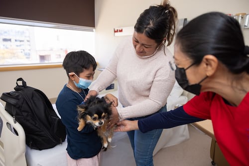 ¿Cómo ayudan los perros de intervención a los pacientes vulnerables?