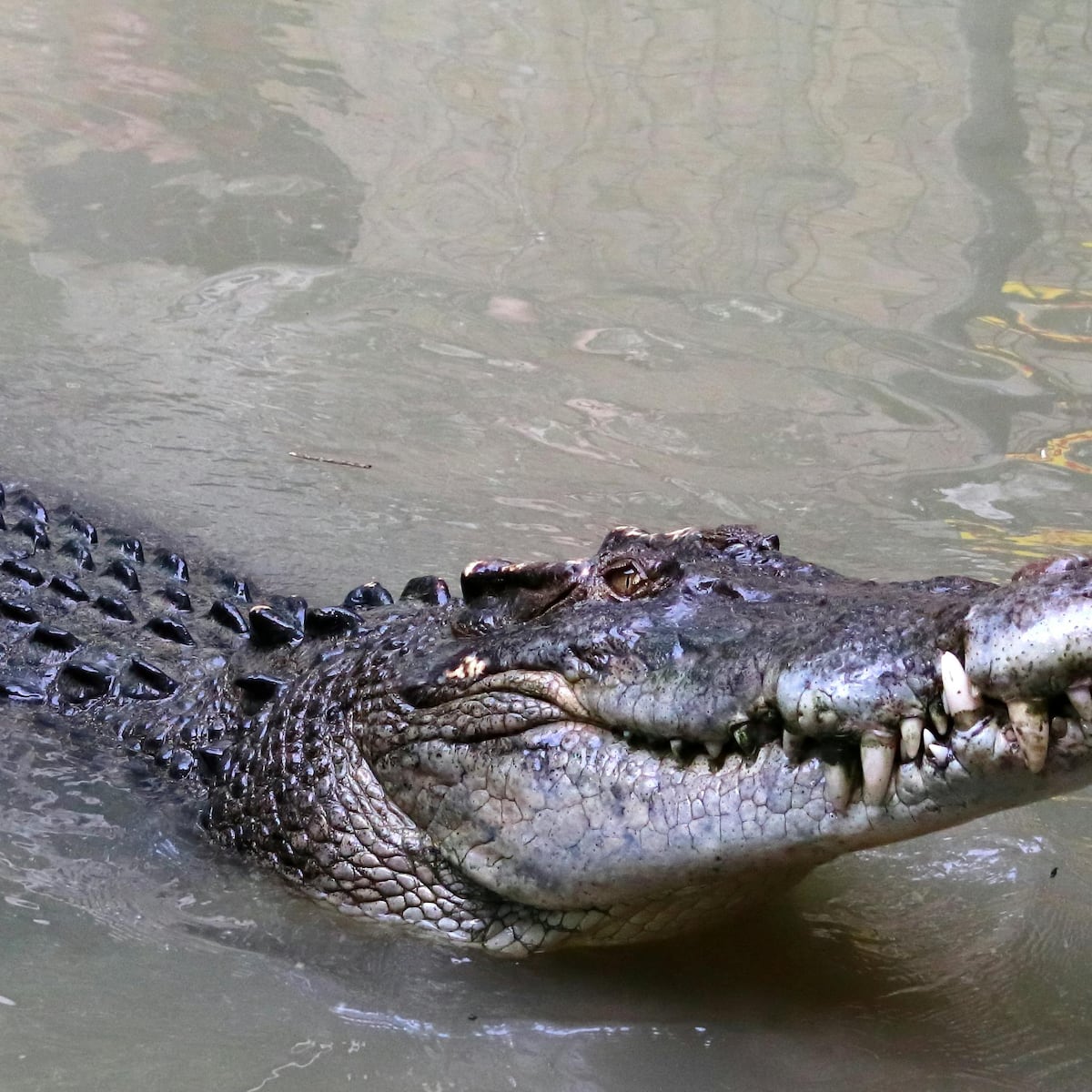 Padre devorado por cocodrilo en río de Indonesia Padre devorado por cocodrilo en río de Indonesia