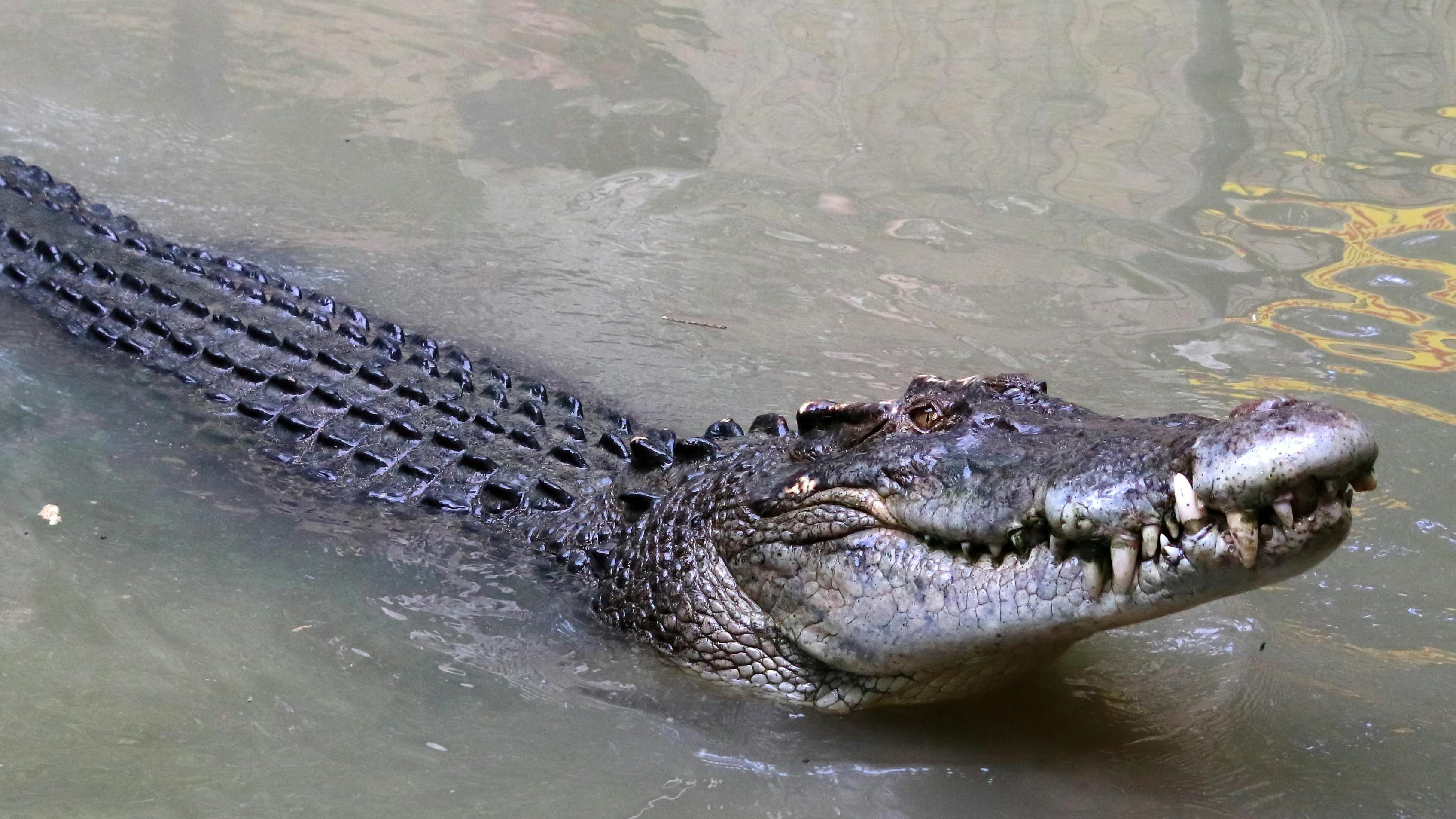 Un padre fue devorado por un enorme cocodrilo cuando se bañaba con su hijo en un río
