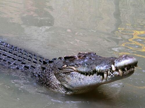 Un padre fue devorado por un enorme cocodrilo cuando se bañaba con su hijo en un río