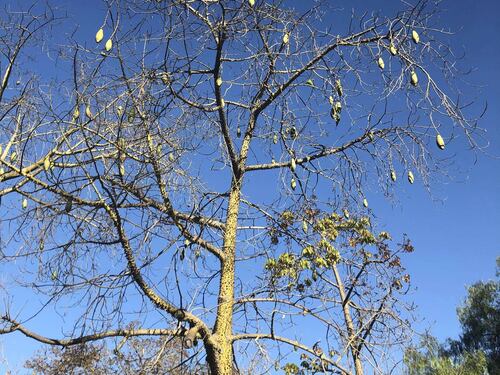 ¿Puedes encontrar los dos loros escondidos en esta foto? ¡Te retamos!