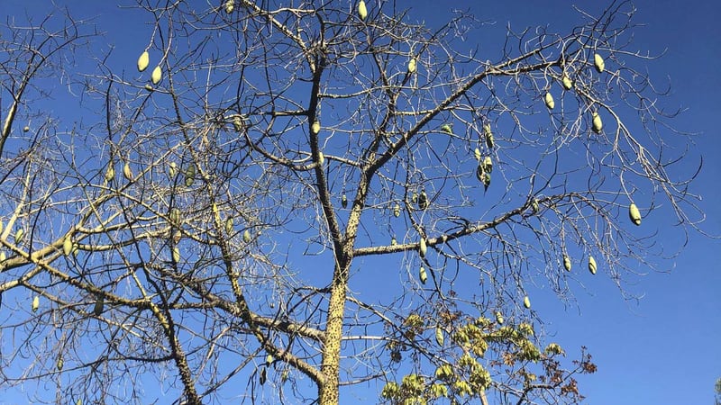 ¿Puedes encontrar los dos loros escondidos en esta foto?