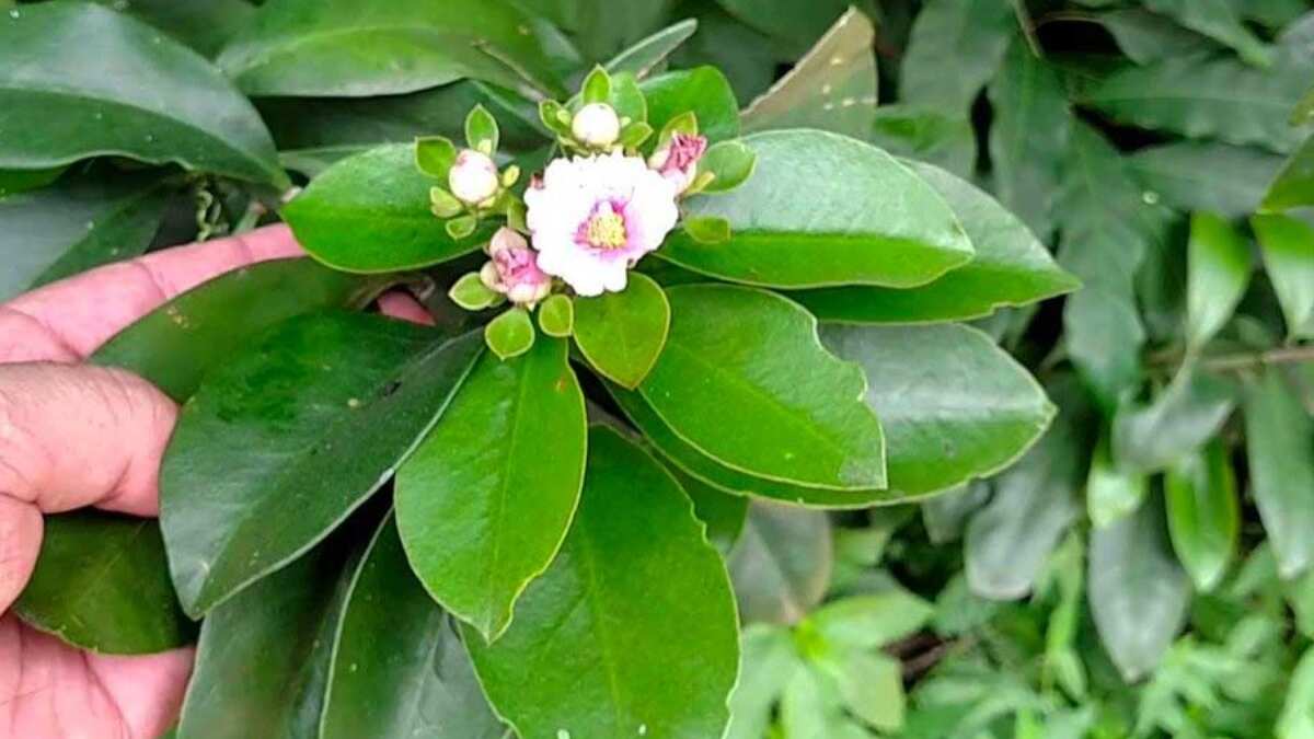 A planta é uma excelente alternativa à carne e você pode ter na sua casa para consumir quando quiser