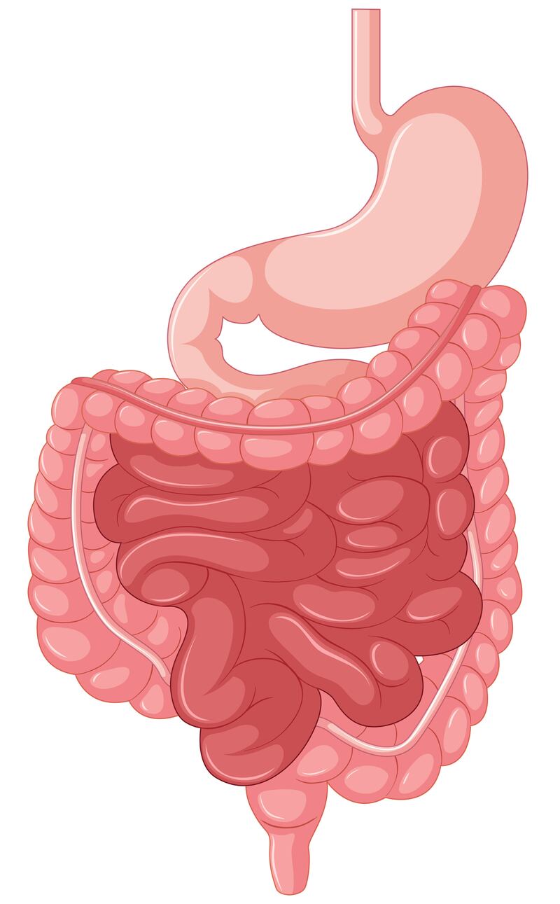 La digestión es importante porque el cuerpo necesita los nutrientes provenientes de los alimentos y bebidas para funcionar correctamente y mantenerse sano. Foto: Freepik.