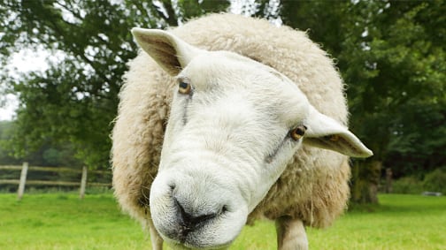 Una oveja acabó con la vida de un matrimonio en una granja de Nueva Zelanda.