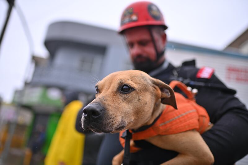 -FOTODELDÍA- AME5201. CANOAS (BRASIL), 10/05/2024.- Un rescatista carga a un perro en una zona inundada este viernes en Canoas, región metropolitana de Porto Alegre (Brasil). El número de muertos por las devastadoras inundaciones que castigan al sur de Brasil llegó a 116 este viernes y el Gobierno alertó sobre unas fuertes precipitaciones previstas para el fin de semana, que pueden agravar aún más una situación que ya es crítica. Las previsiones en algunas regiones del estado de Rio Grande do Sul es que las lluvias alcancen entre sábado y domingo un volumen de 115 milímetros, lo cual volverá a presionar el nivel de ríos que ya están desbordados, dijo el ministro de Información, Paulo Pimenta, en una rueda de prensa junto a otros miembros del gabinete. EFE/Andre Borges