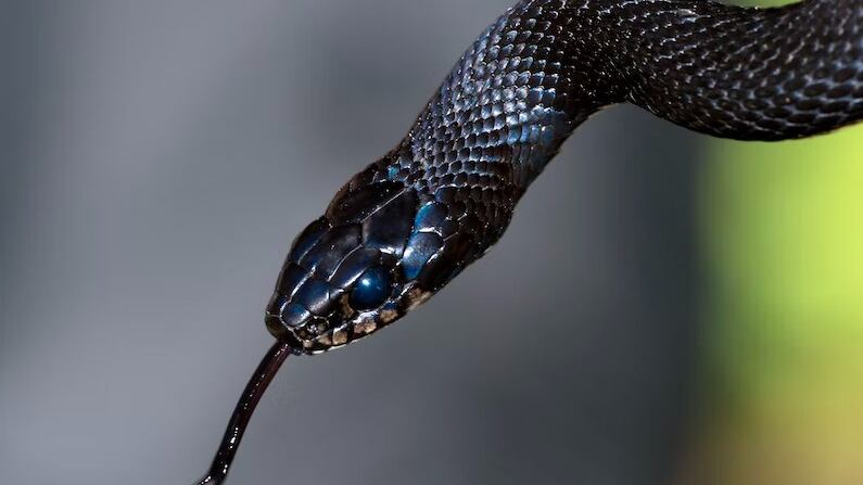 Alerta con la serpientes, no son muy amigables en ocasiones