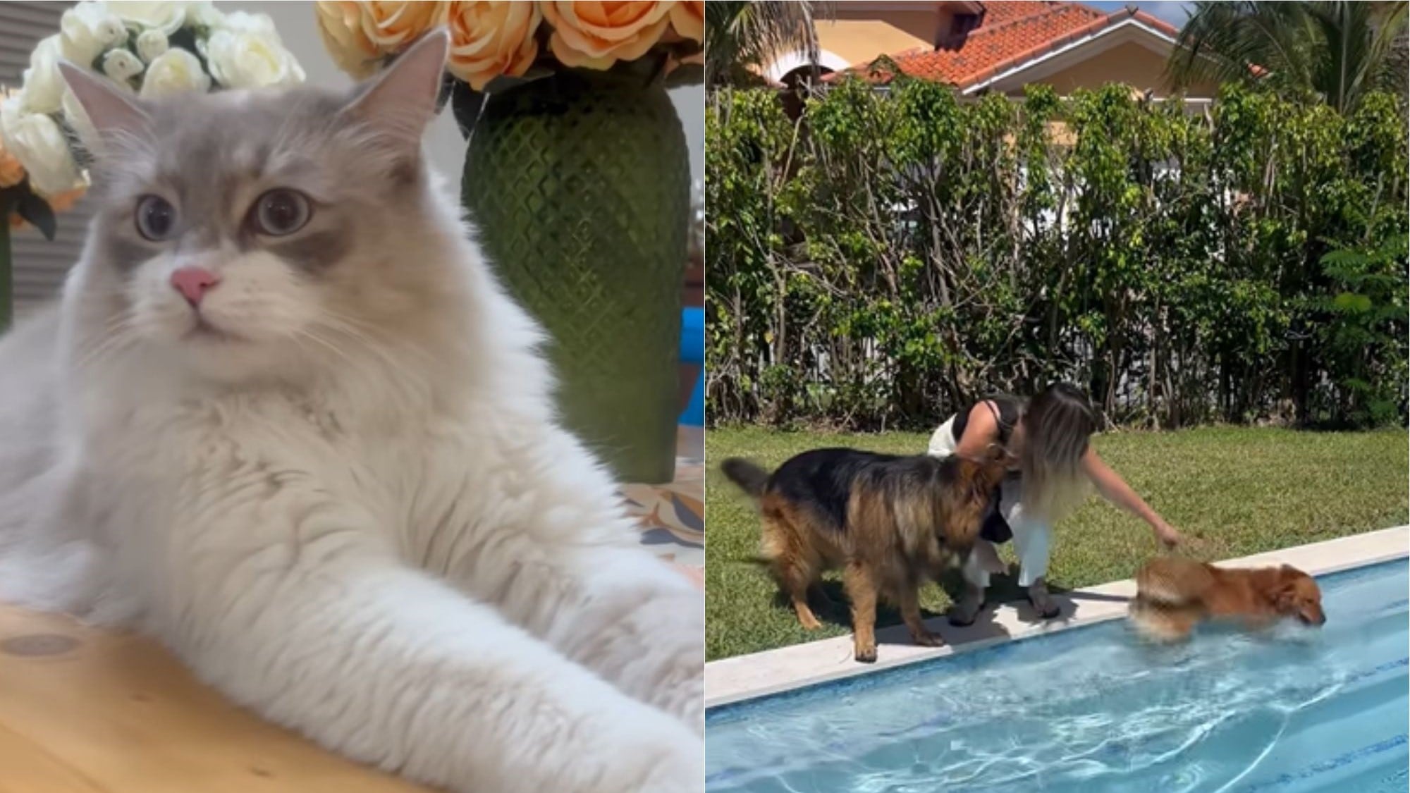 Maura Rivera y sus mascotas | Instagram