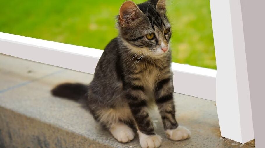 Este gatito sin duda sorprendió a sus dueños