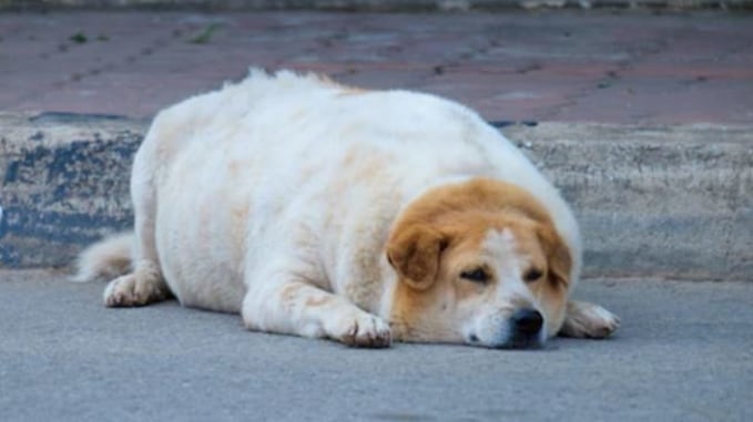 Los médicos veterinarios advierten de los riesgos de la obesidad en perros y gatos