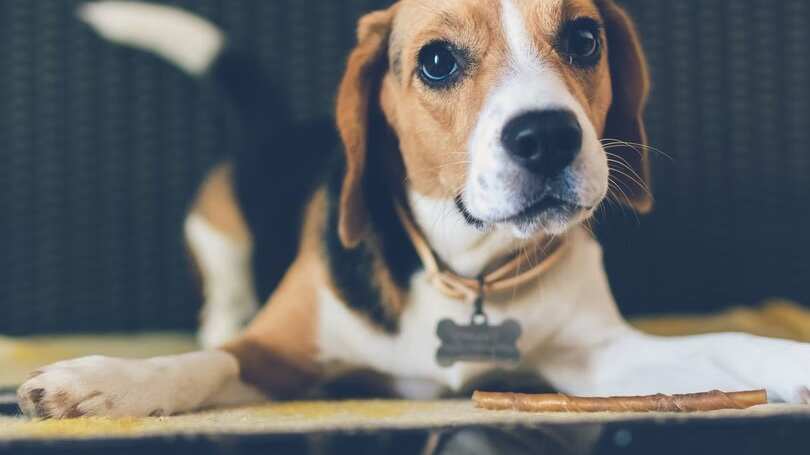 Esto ocurrió en CDMX. La dueña del perrito pide justicia