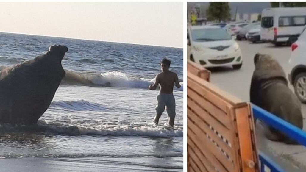 Lobo y Elefante Marino