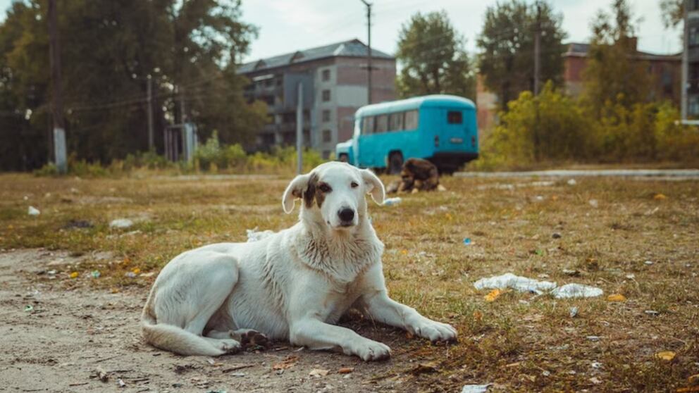 Perro de Chernóbil
