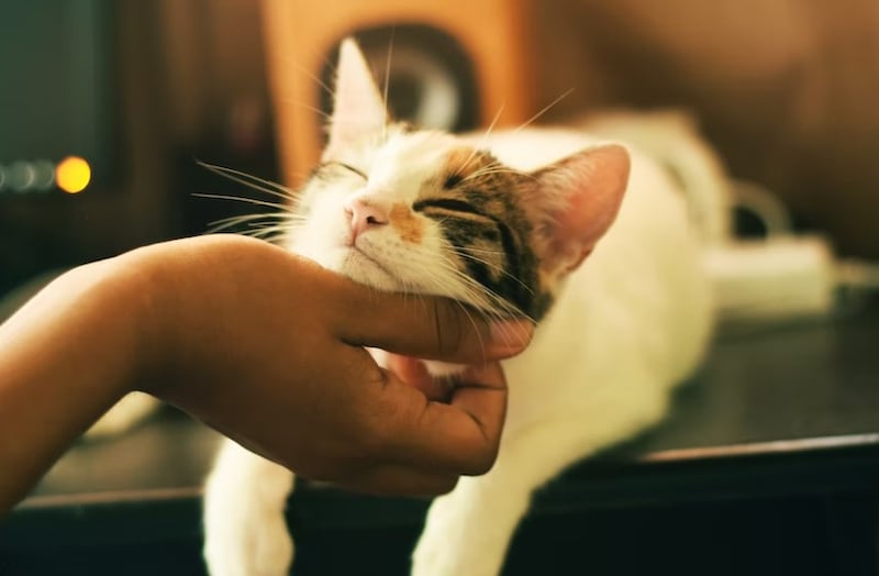 Cuando se crea un vínculo con un gato, es para siempre