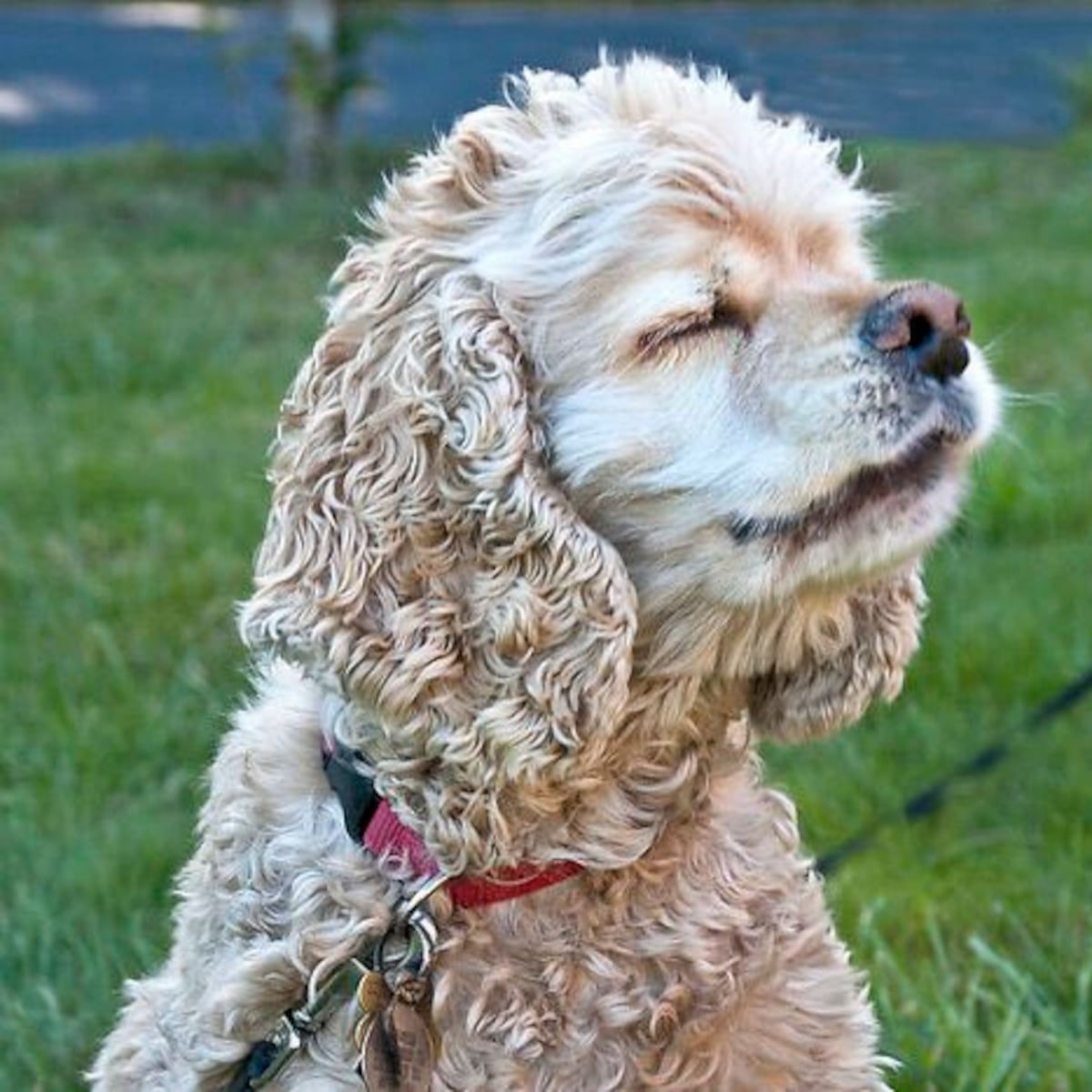 Condenan a mujer de Hualpén por violencia sorda de su perro Condenan a mujer de Hualpén por violencia sorda de su perro