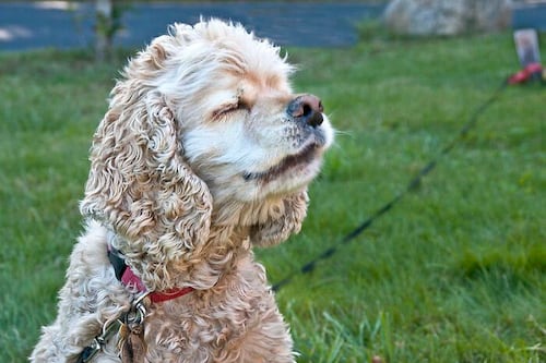 “Violencia sorda”: justicia condena a mujer de Hualpén por los ladridos de su perro