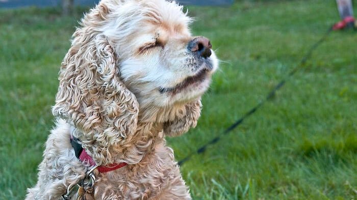 La actividad que debes permitir a tu perro para mejorar su salud mental.