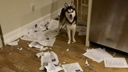 El perro se "comió" la tarea de los alumnos