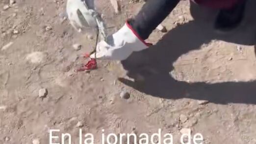 Alcalde de Vicuña encuentra muñeco Vudú