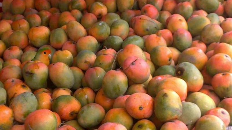 Pájaro escondido en la foto