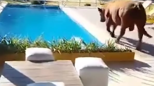 En plena ola de calor, toro escapa del campo y cae en una pileta: así fue su rescate