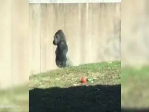 ¿Será la evolución? Gorila se vuelve viral por caminar en dos patas