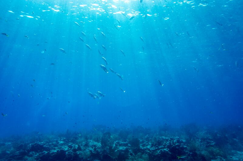 Mar de Florida / AFP