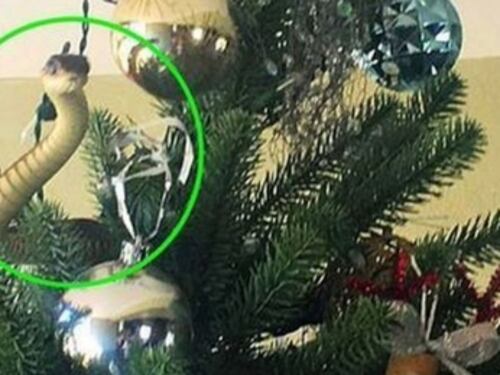 Una serpiente se escondió en árbol navideño de una familia británica