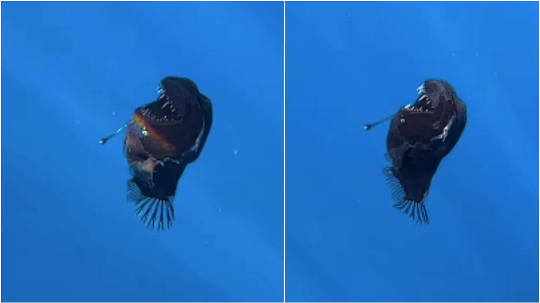 Pez abisal diablo negro