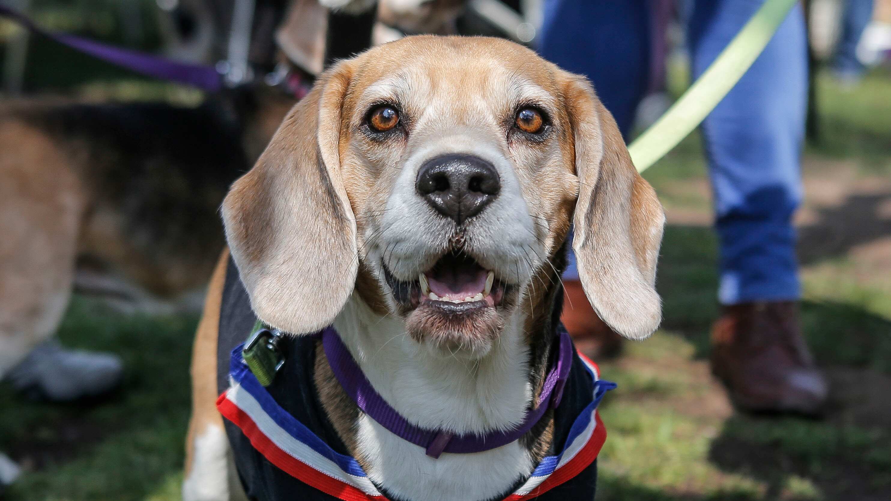 Mascotas en Fiestas Patrias