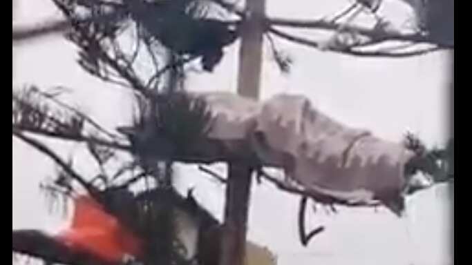 Personas duermen en árboles.