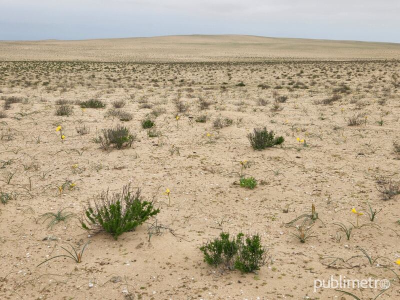 Primeros brotes comienzan a dar la bienvenida al Desierto Florido 2022