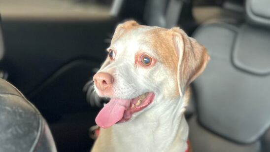 Perrita de 14 años fue abandonada en el aeropuerto para no pagarle su pasaje | Fuente: FurBabies Animal Rescue