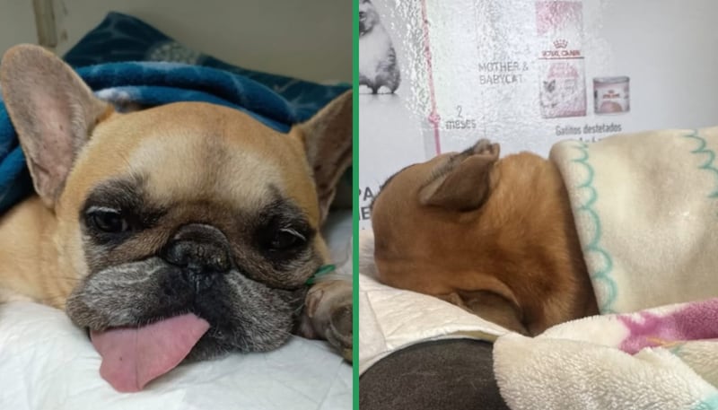 No era la primera vez que Asia enfrentaba complicaciones médicas: años atrás fue internada en la UCI y conectada a un ventilador.