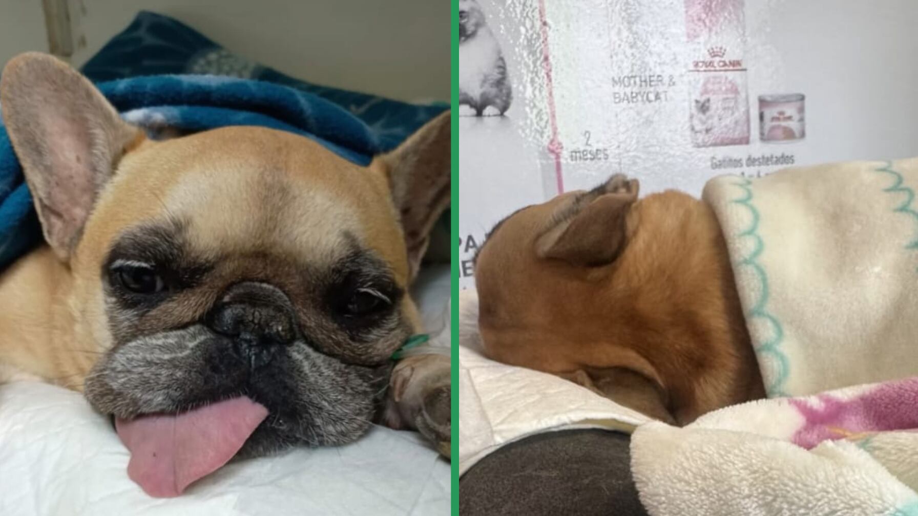 No era la primera vez que Asia enfrentaba complicaciones médicas: años atrás fue internada en la UCI y conectada a un ventilador.