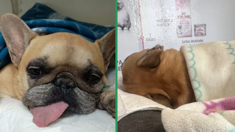 “Te amo, hijita”: Adriana Barrientos se despide entre lágrimas de su perrita Asia