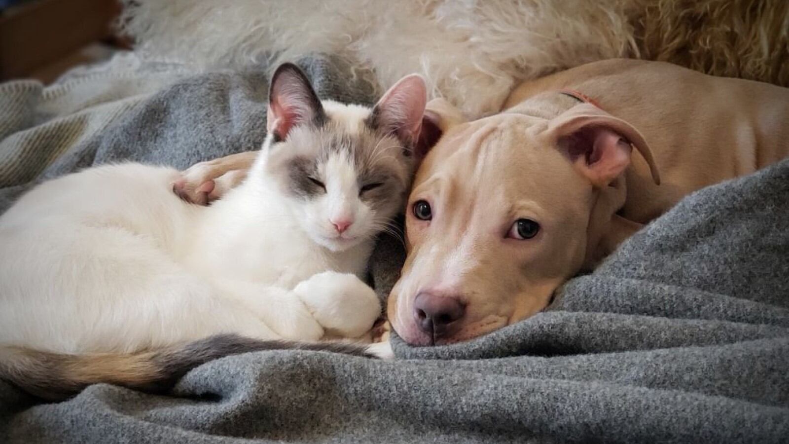 Perros y gatos pueden compartir bacterias resistentes a antibióticos