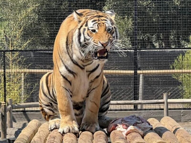 Hombre que fue atacado por tigre en zoológico de Los Ángeles se encuentra en estado grave y en riesgo vital