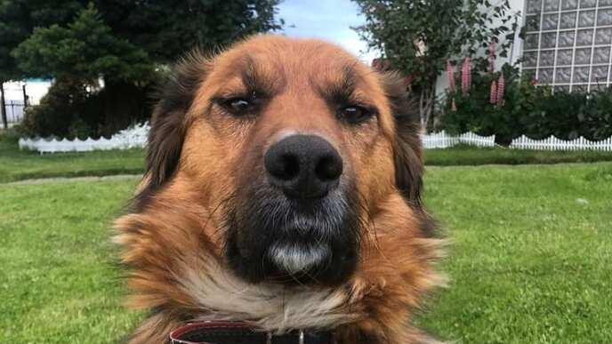 Brownie, mascota del presidente electo Gabriel Boric