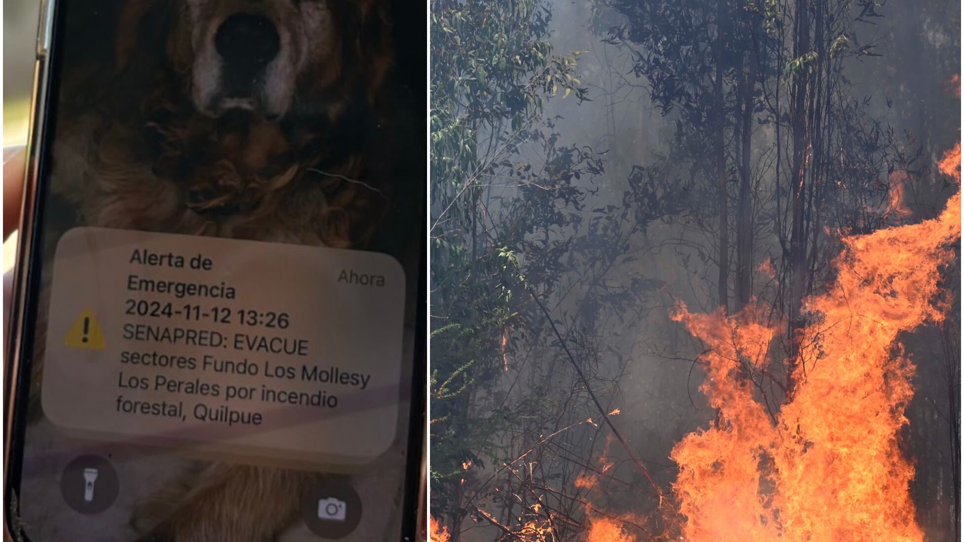 Incendio forestal en Quilpué. Senapred ha emitido varias alertas SAE