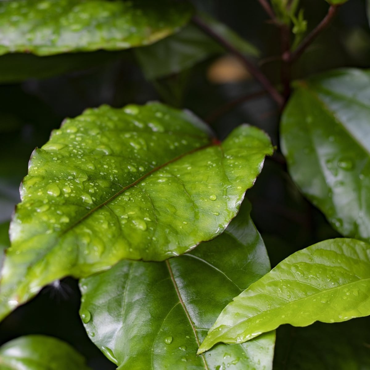 Santiago experimentará días tropicales con lluvia y calor Santiago experimentará días tropicales con lluvia y calor