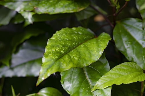 Lluvia y calor al mismo tiempo: Santiago vivirá días tropicales hasta el viernes